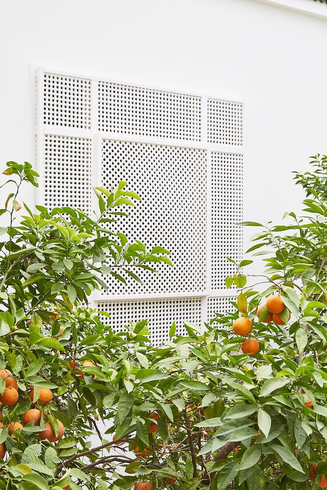 Orange tree in fruit against a white lattice screen in the courtyard of Numa Marrakech