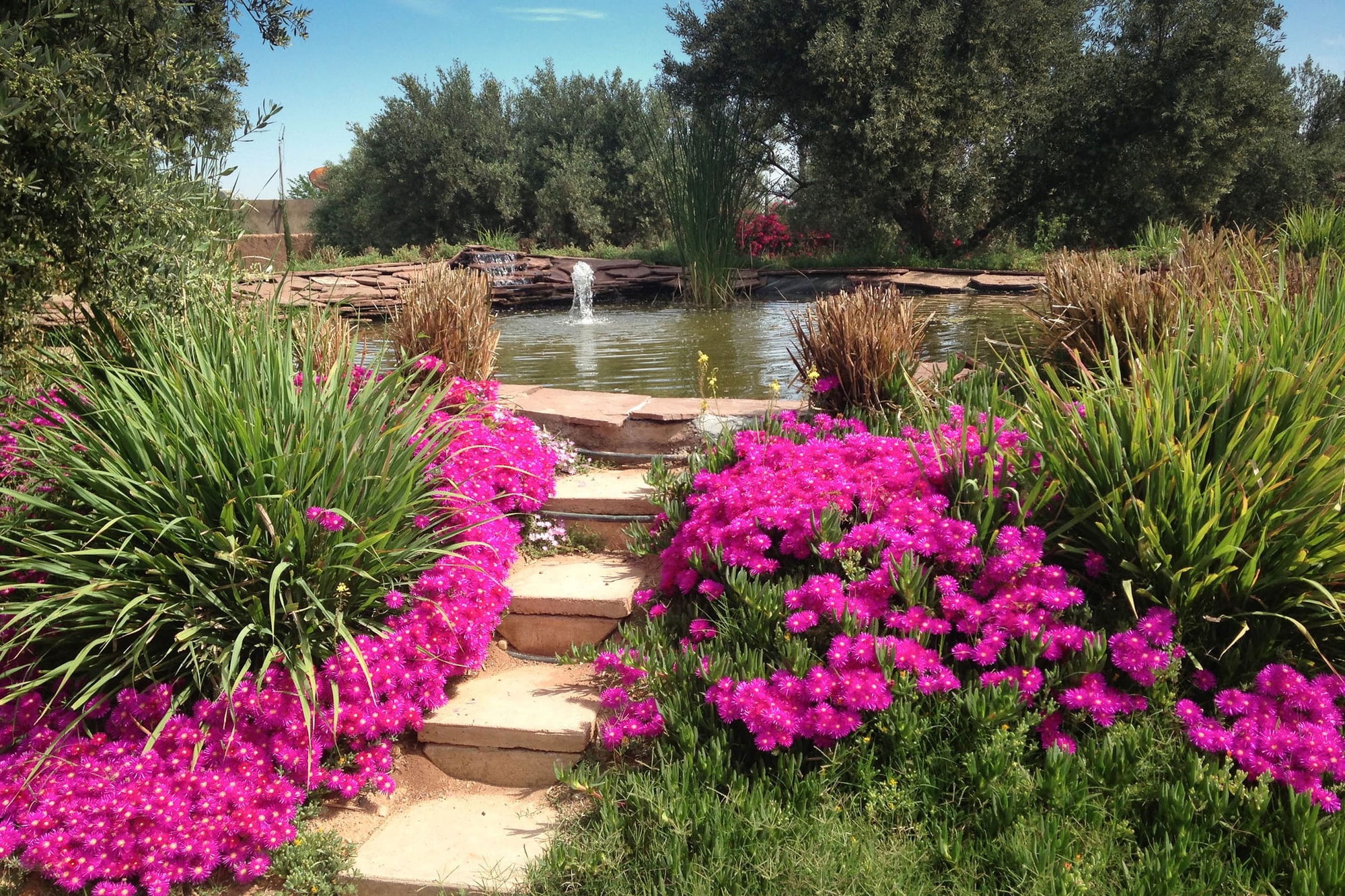 Garden pond with a stone fountain jet, bordered by magenta ice-plant blooms and tall reeds.