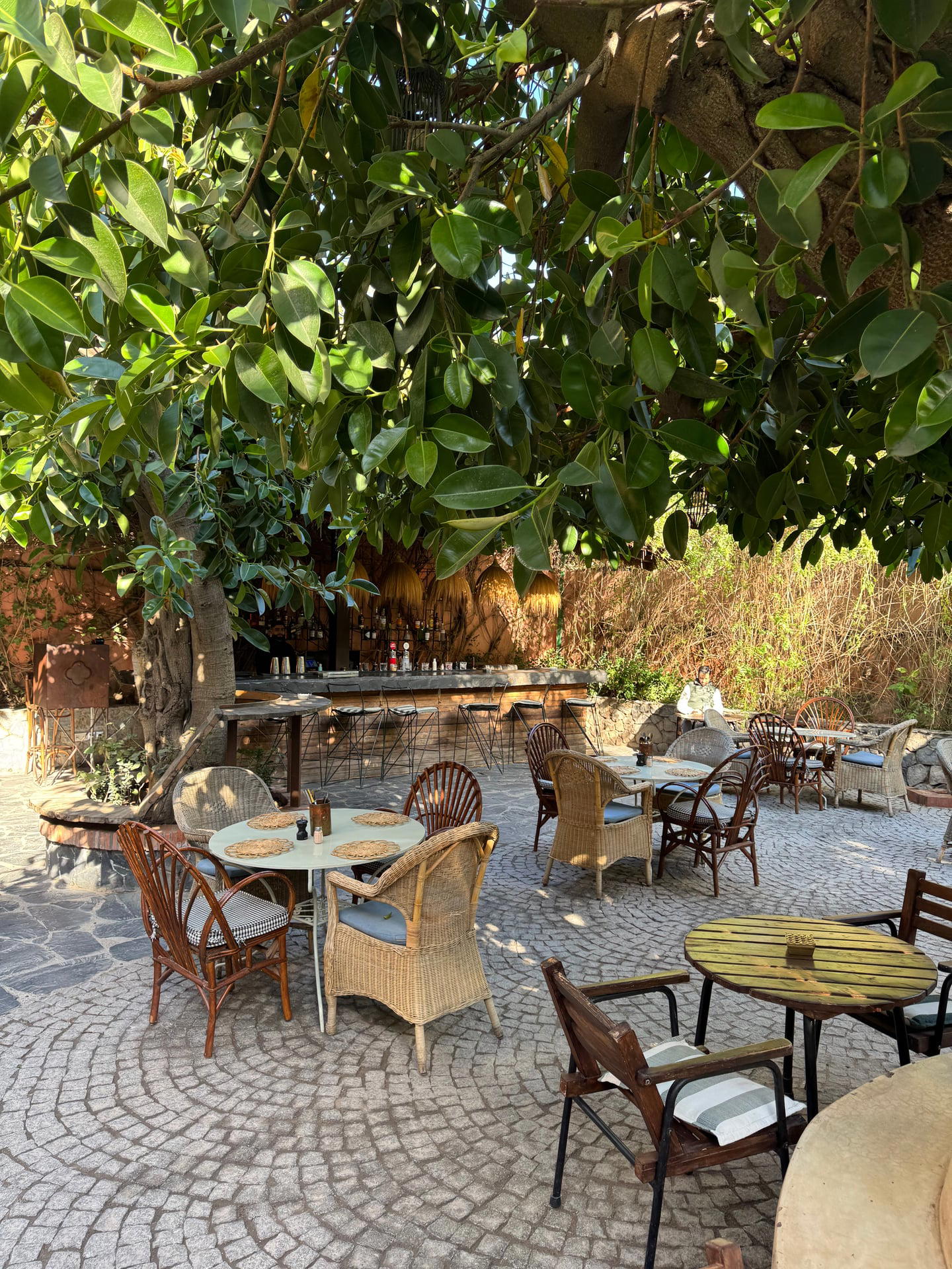 The garden patio under the ficus caoutchouc