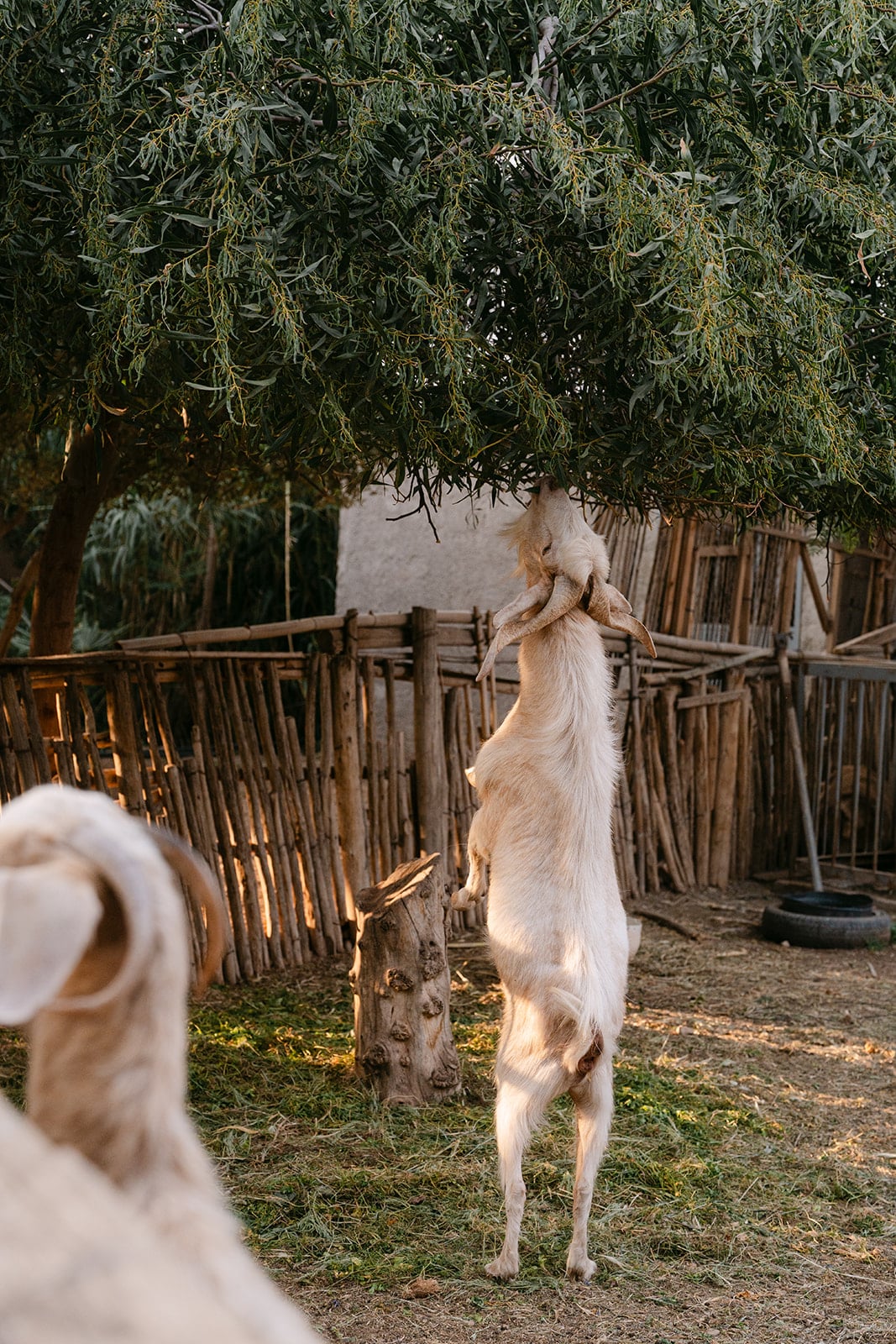 A goat rears on its hind legs to reach the leaves inside its stake-fenced pen.
