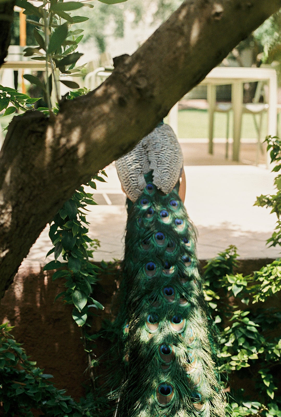 A peacock perched on a low branch, its long tail hanging down over the garden.