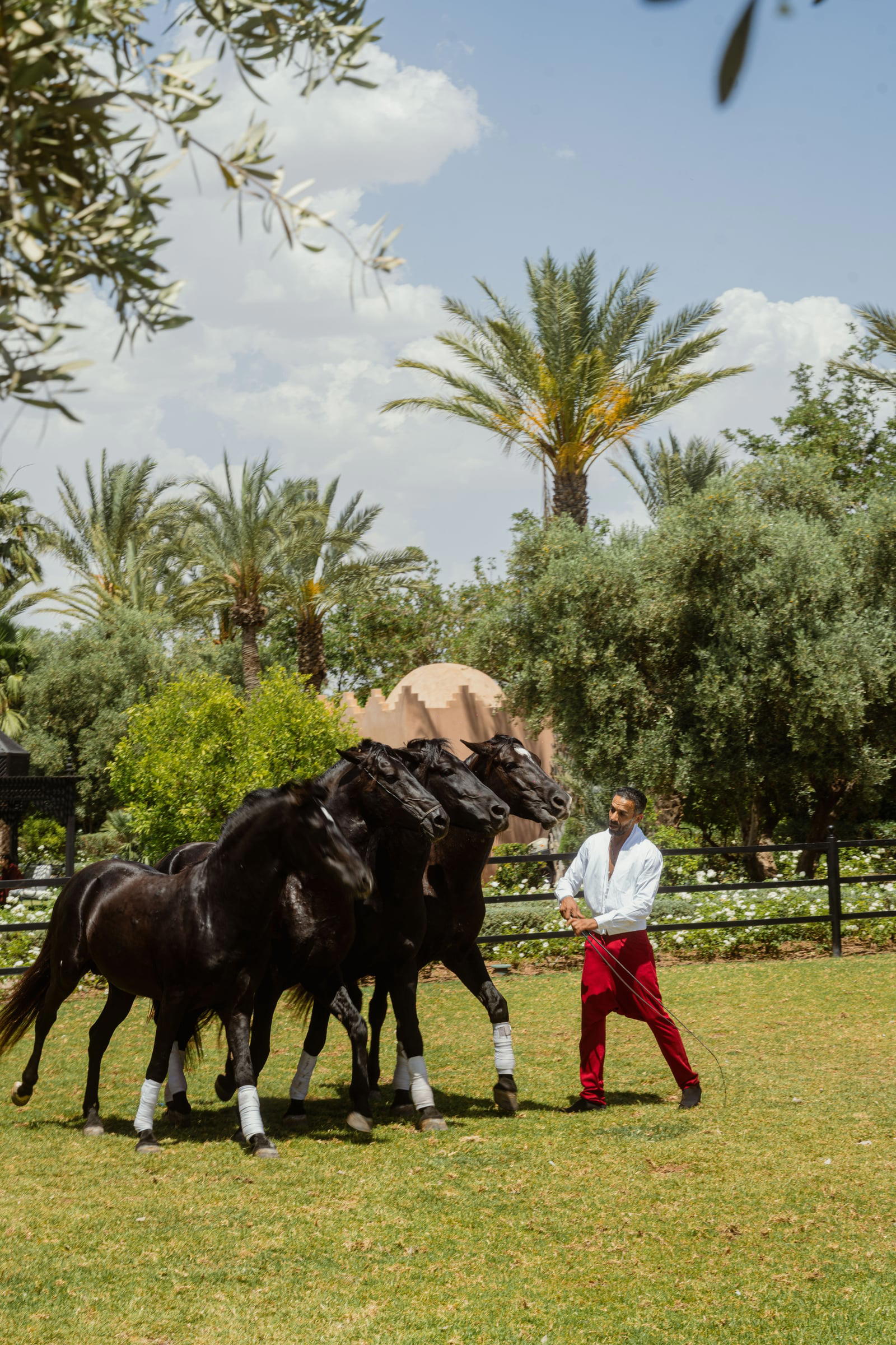 Arabian horses in the paddock