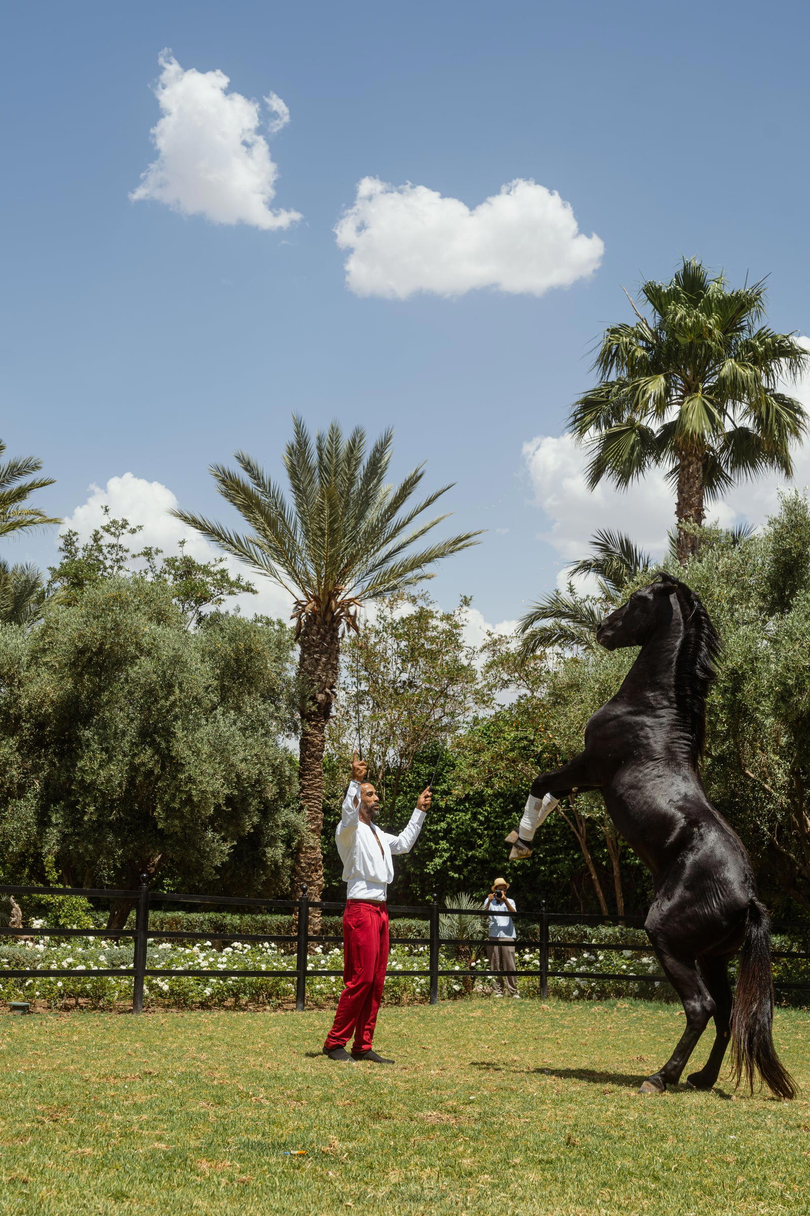 A horse rearing during the show