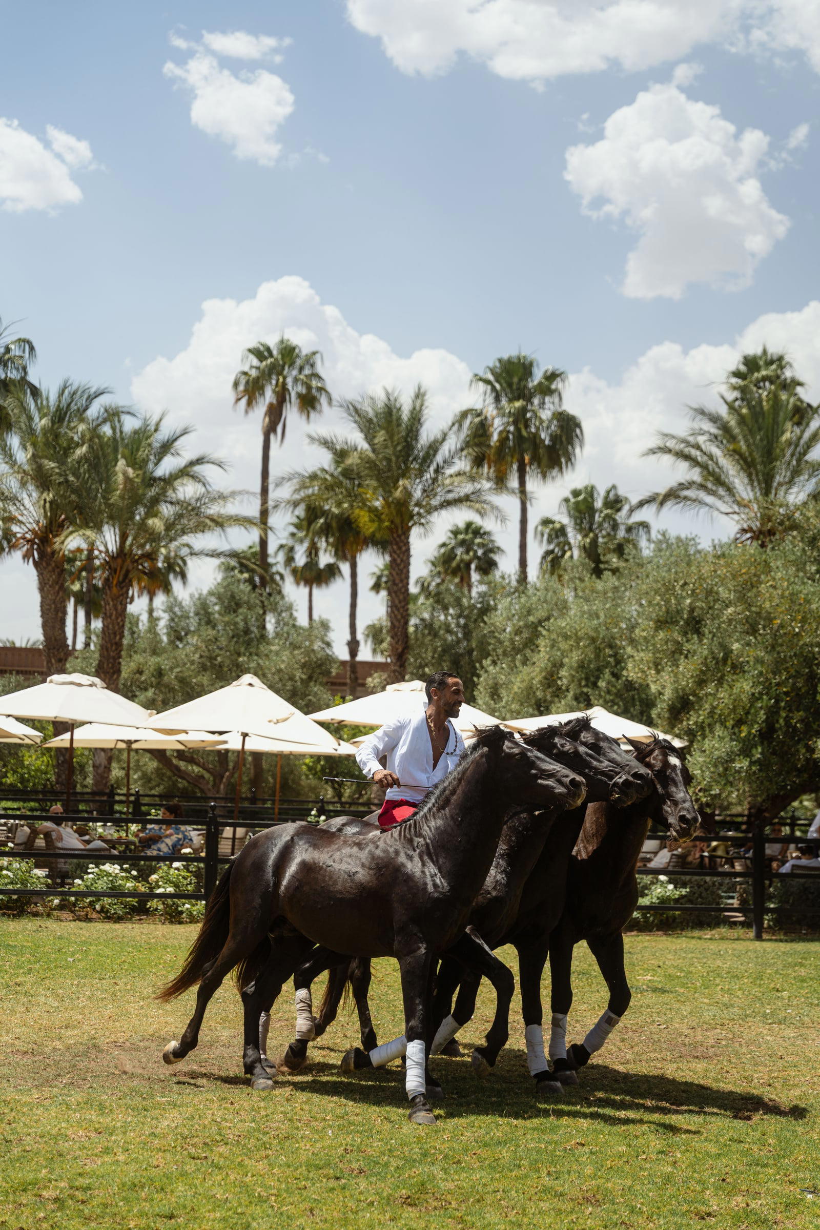 The parade of the horses
