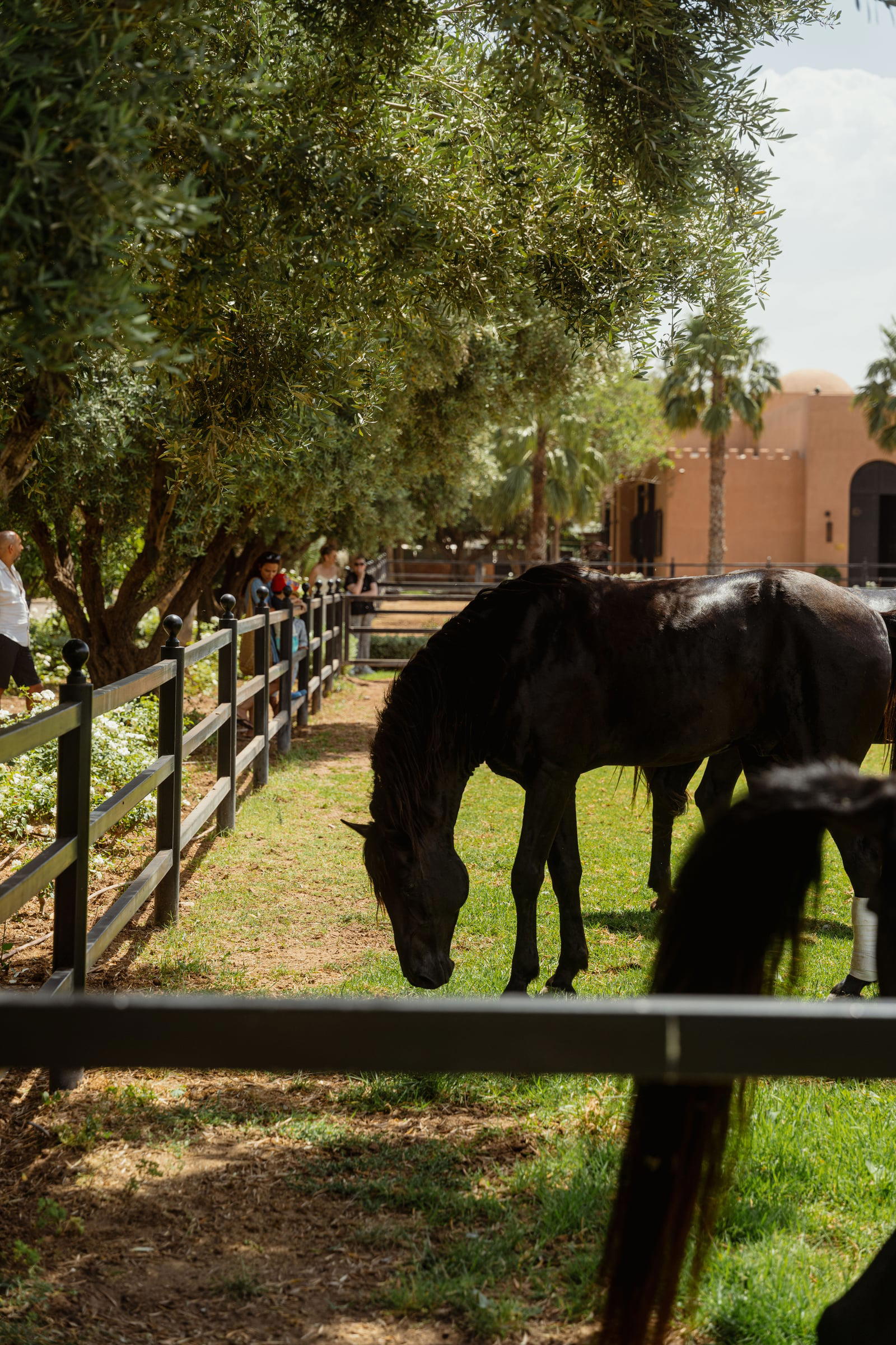 Horses by the paddock fence