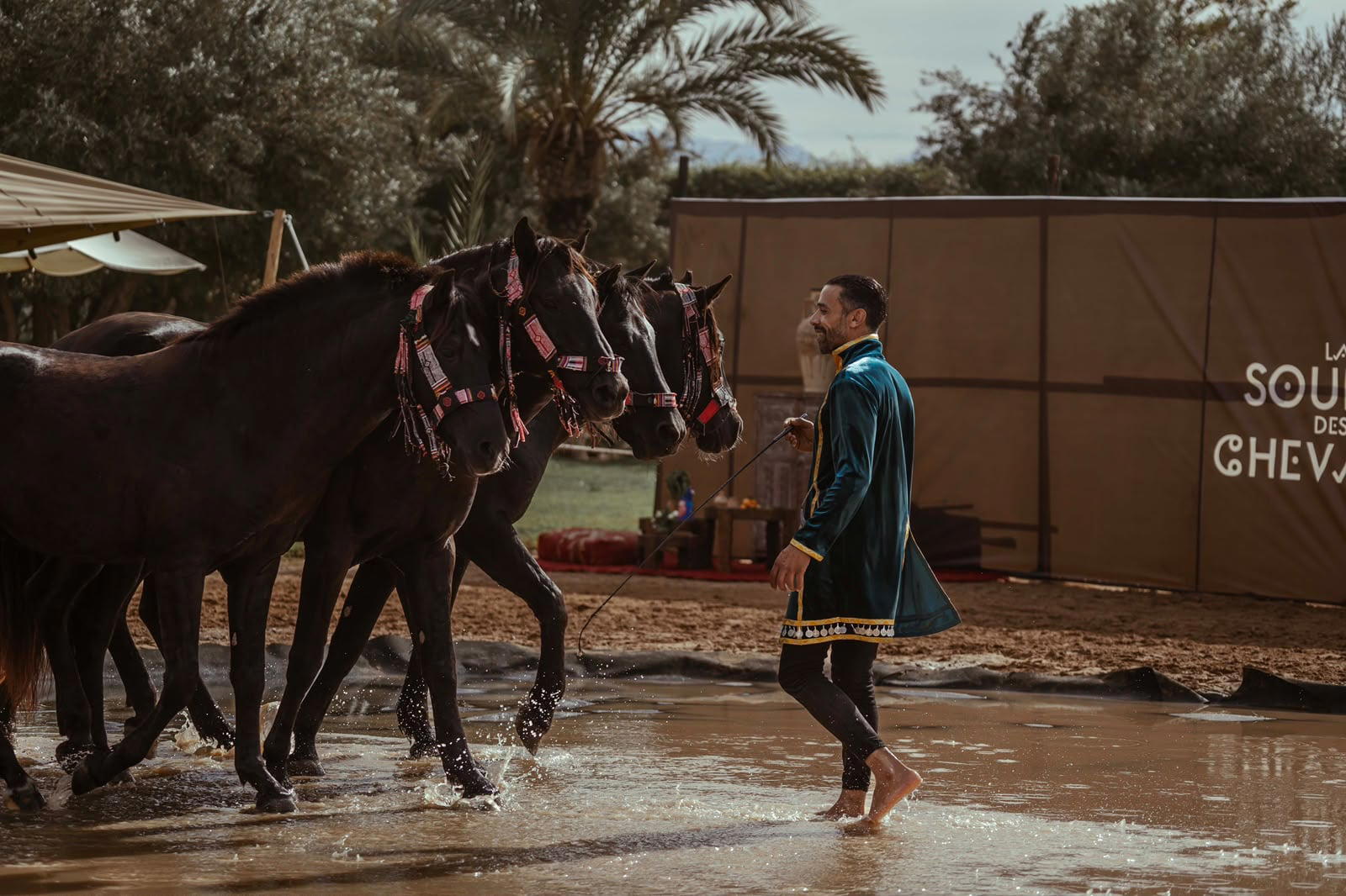 Selman's horses walking through the water during the show