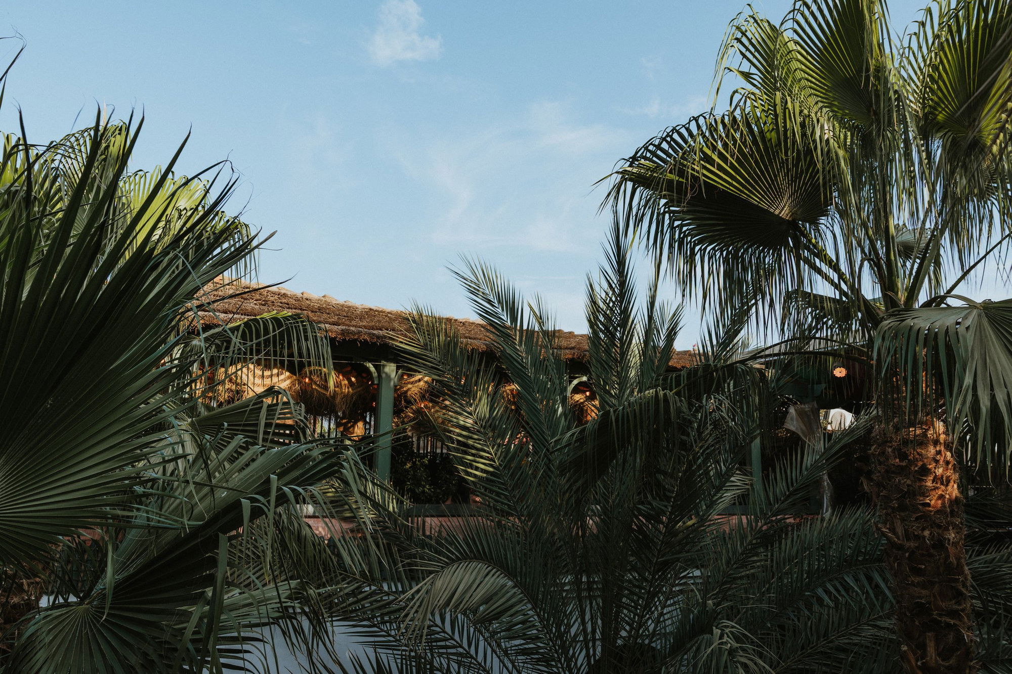 Palms around the La Pergola rooftop on a sunny day