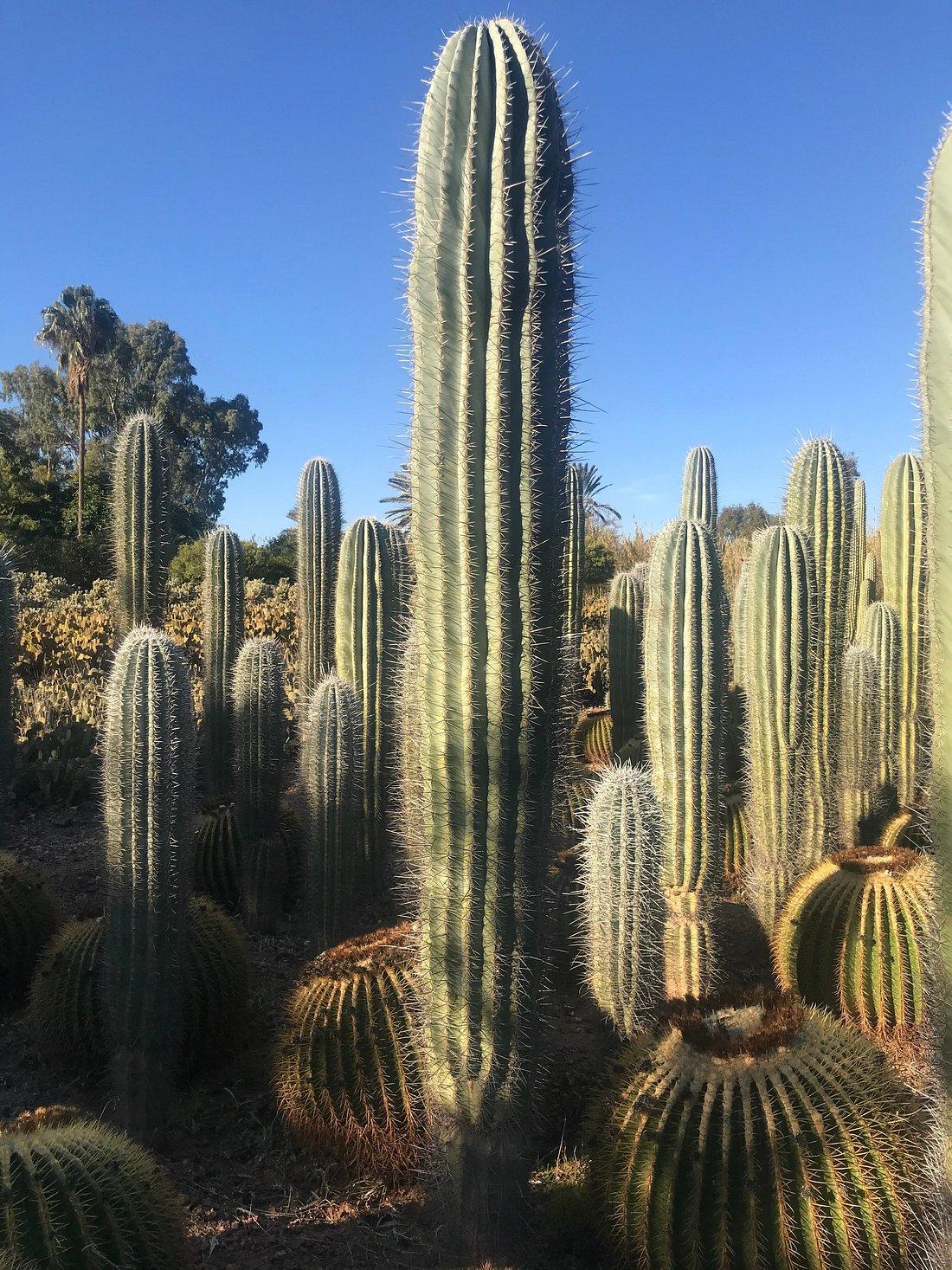 Cactus Thiemann 4