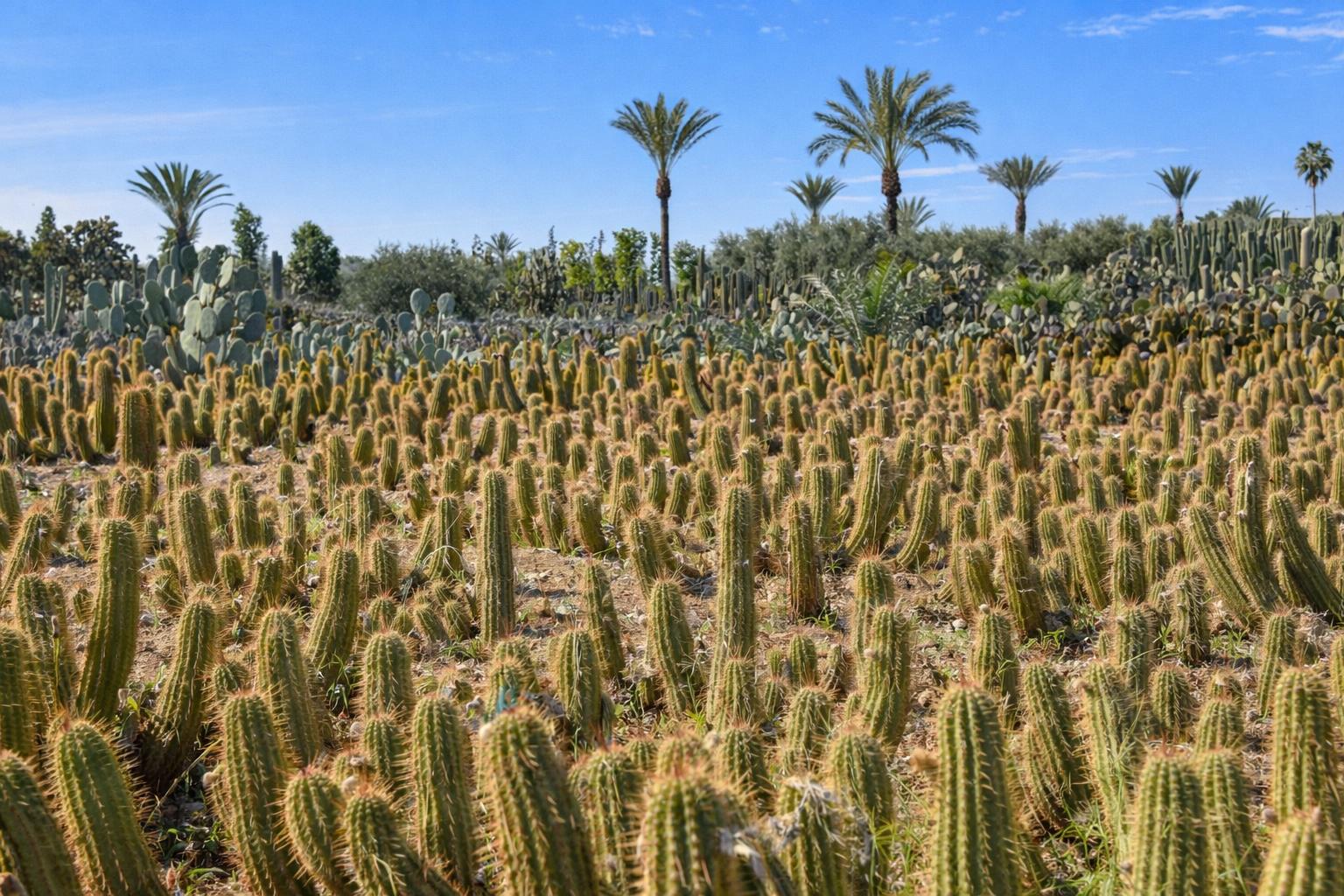 Cactus Thiemann 7