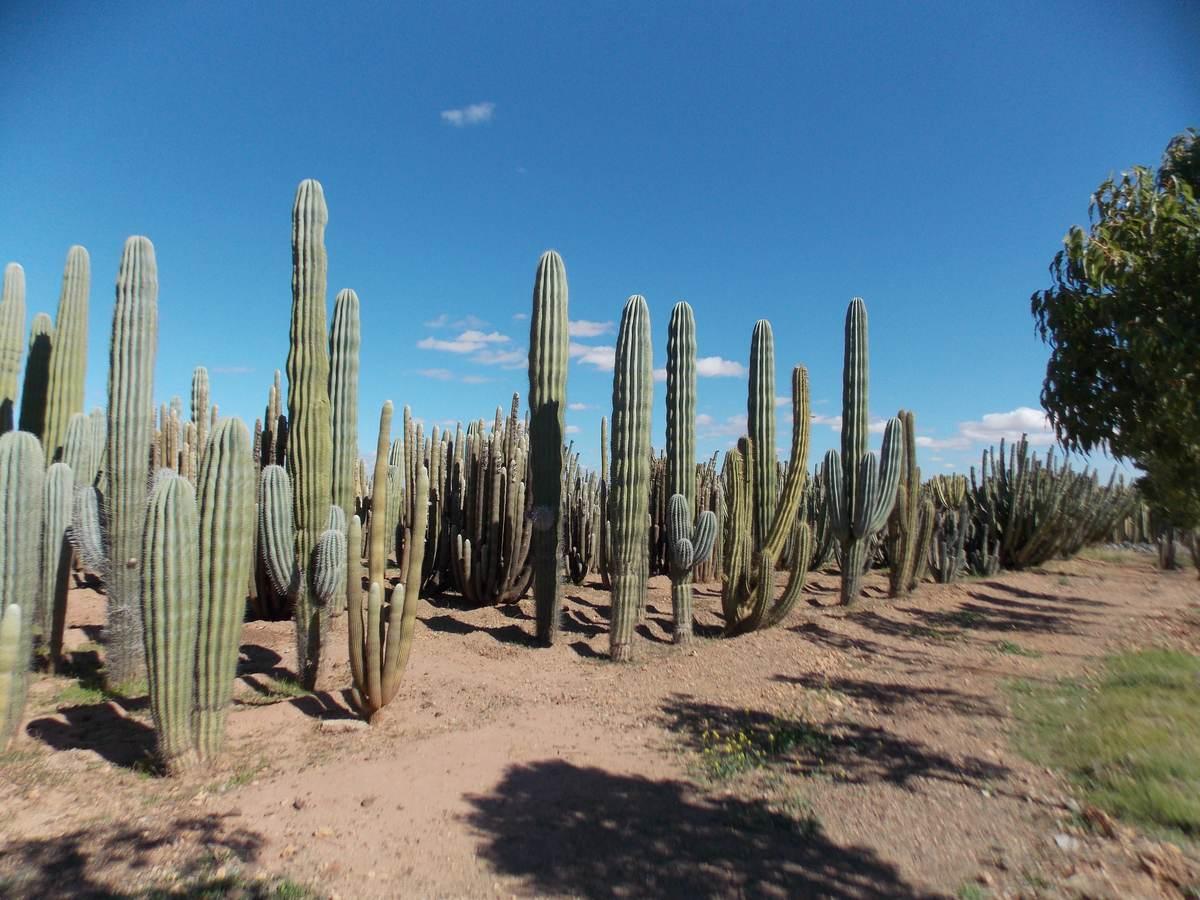 Cactus Thiemann 9