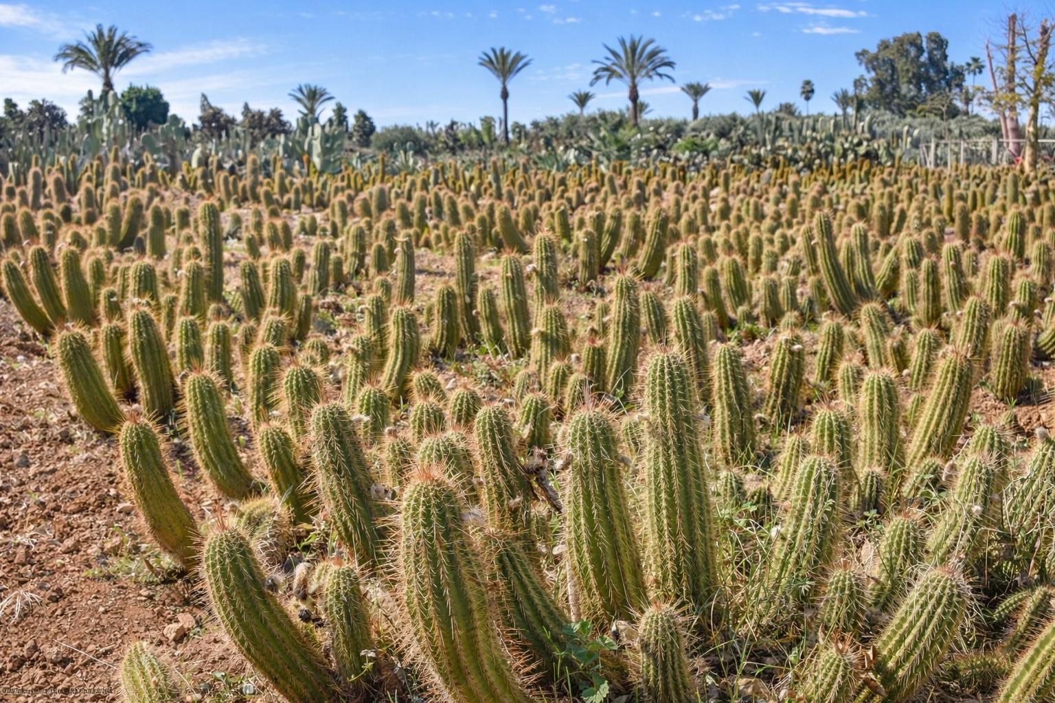 Cactus Thiemann 10