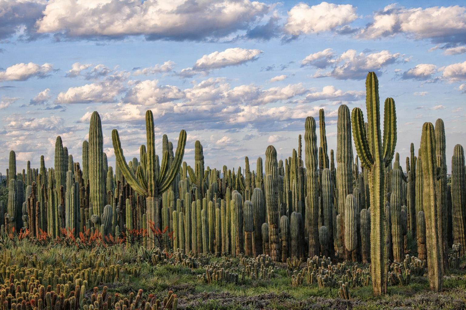 Cactus Thiemann 11