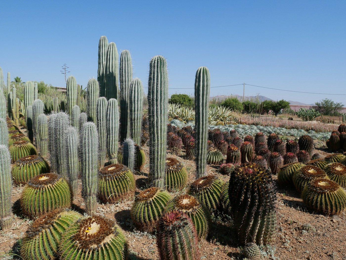 Cactus Thiemann 12