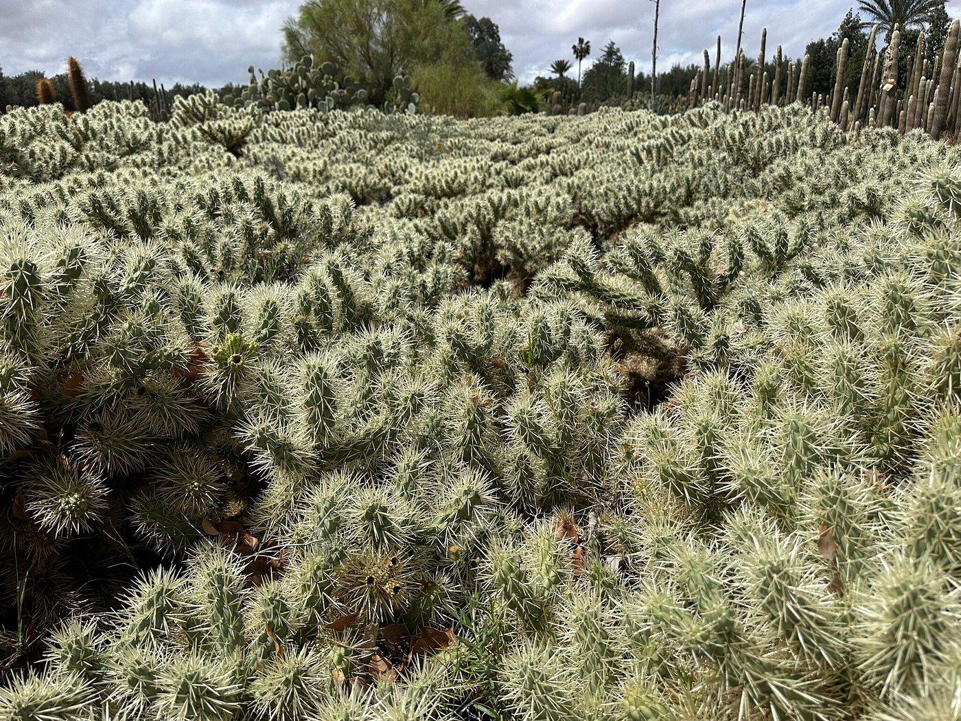 Cactus Thiemann 14