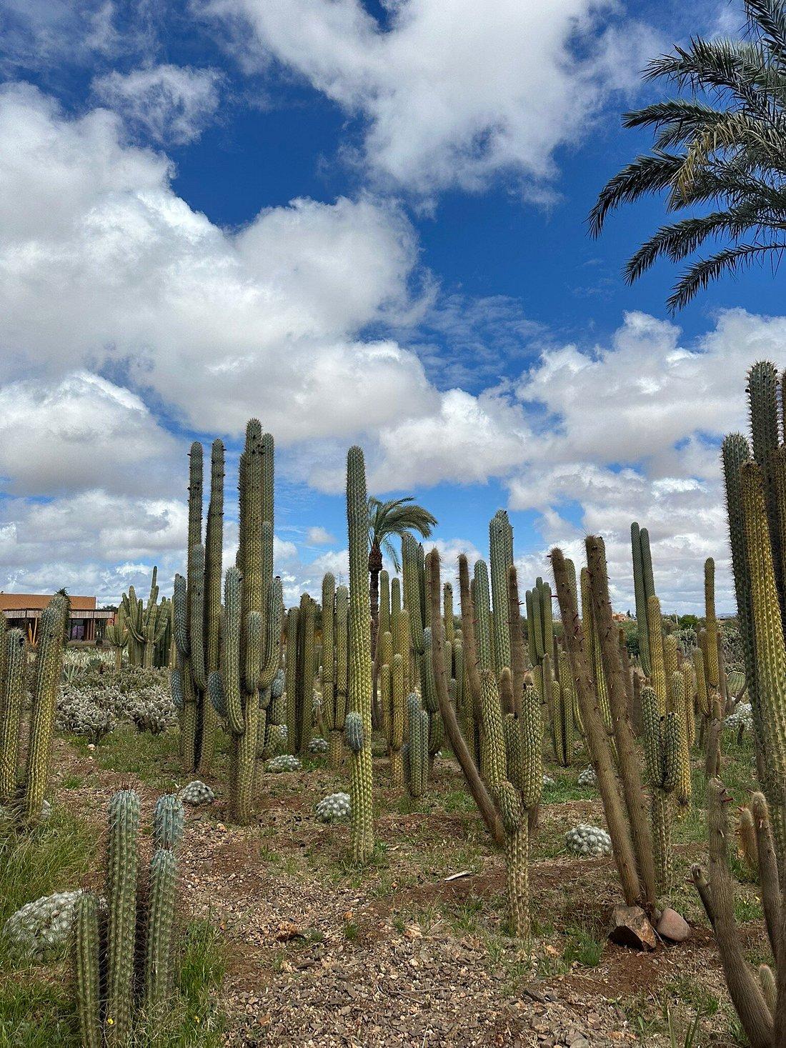 Cactus Thiemann 15