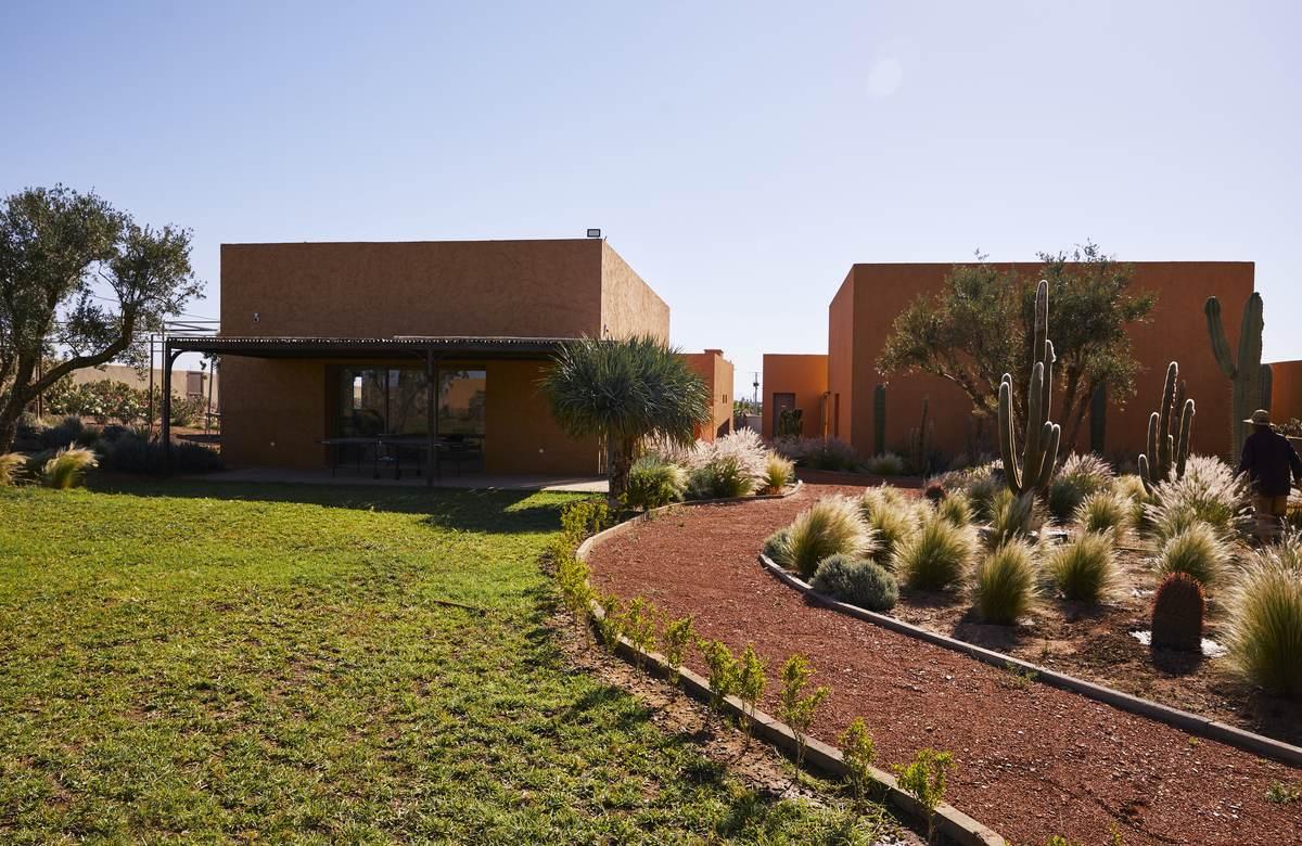 Cactus Thiemann 16