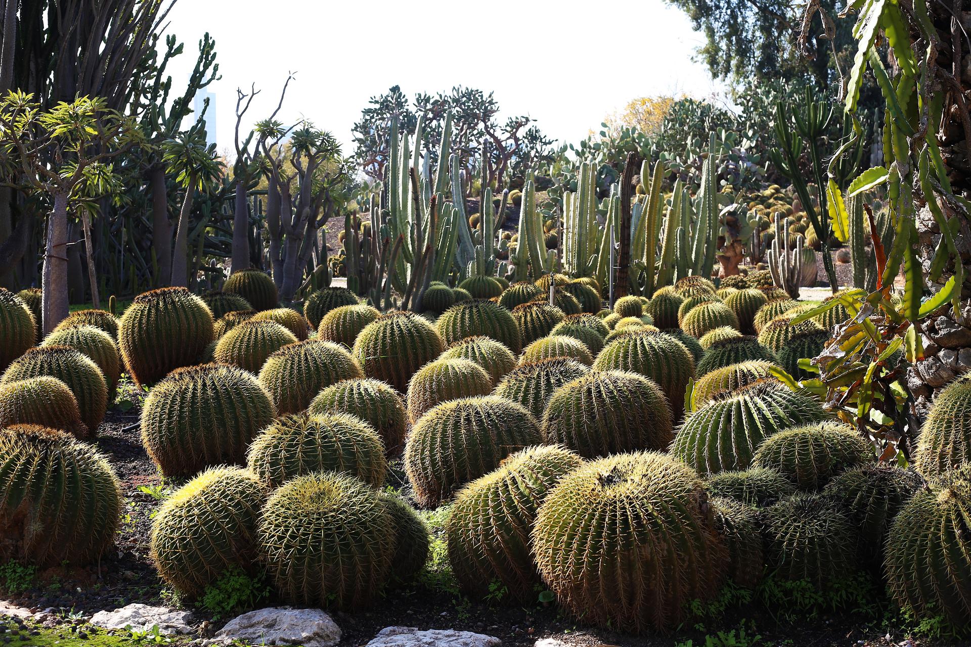Cactus Thiemann 17