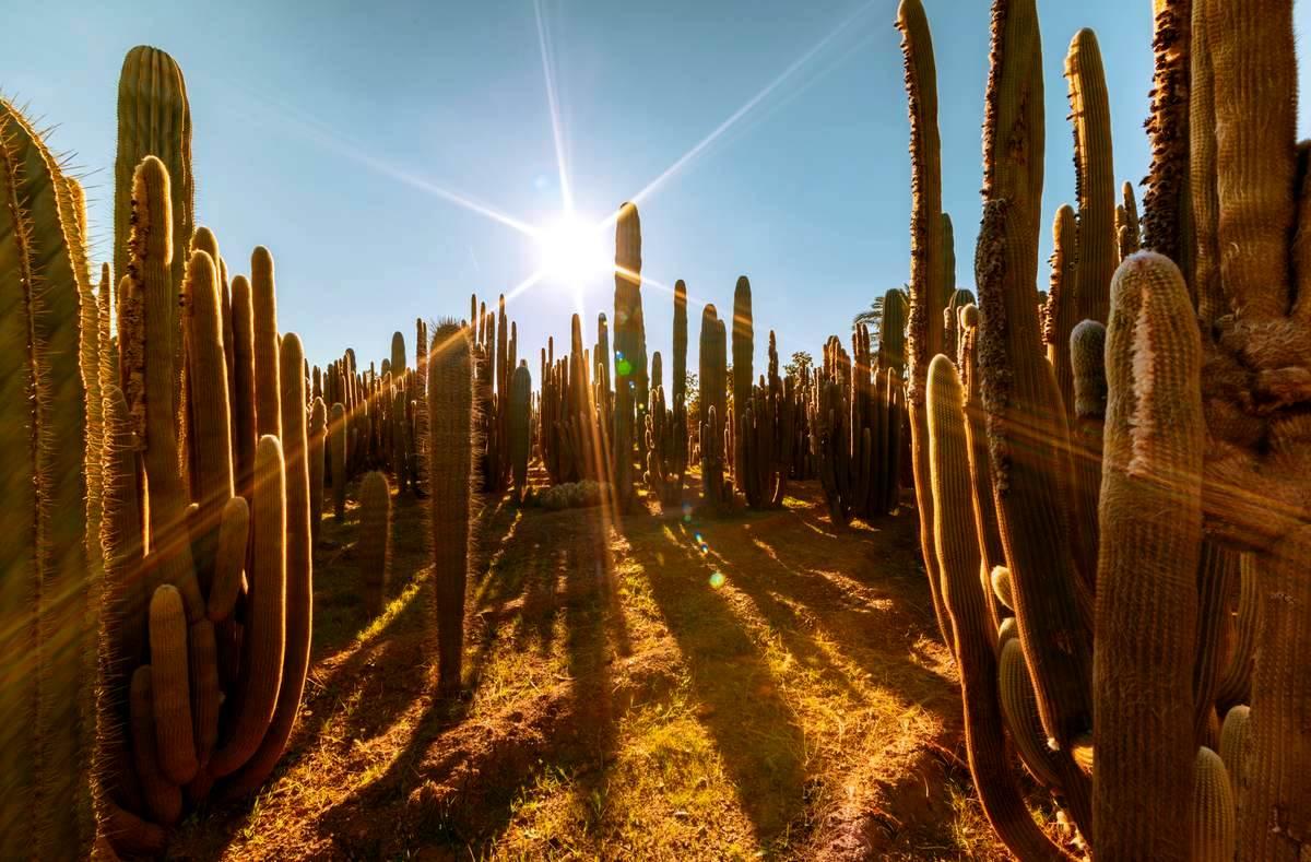 Cactus Thiemann 19