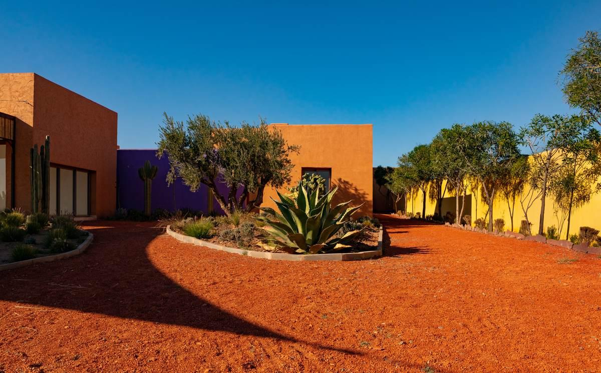 Cactus Thiemann 21