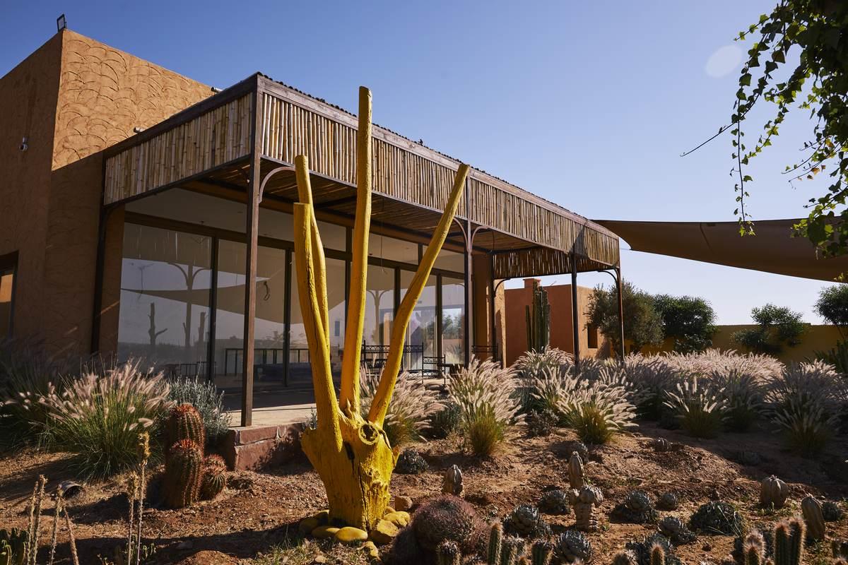 Cactus Thiemann 22