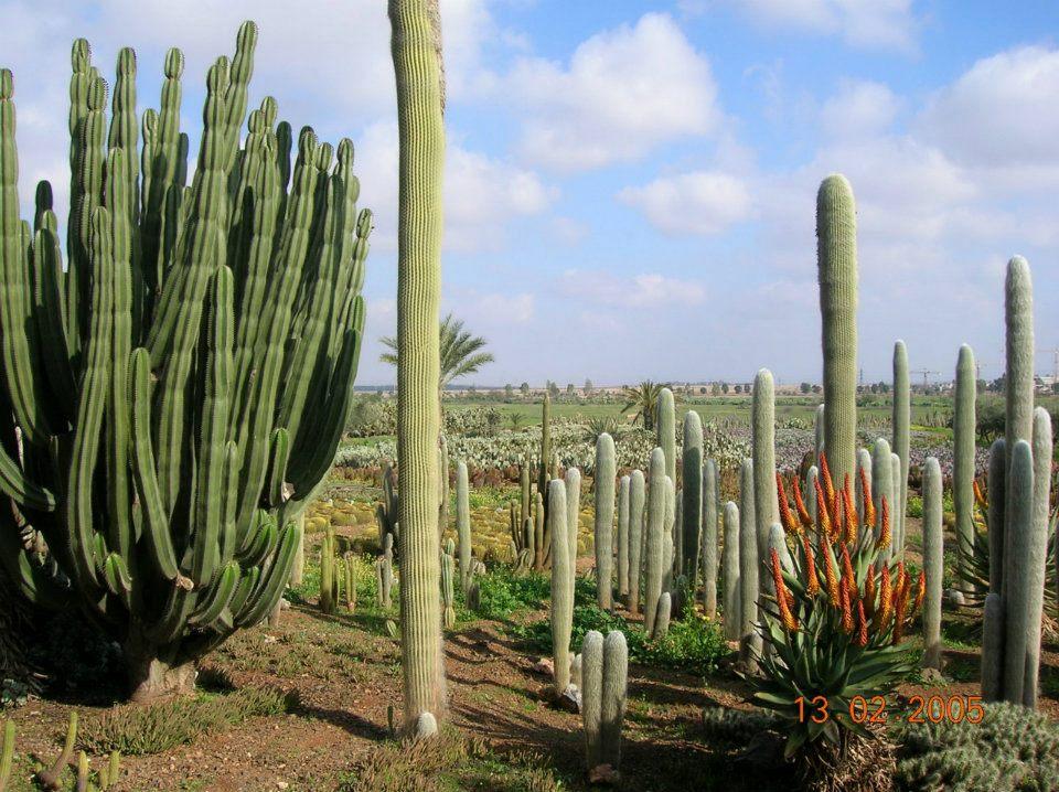 Cactus Thiemann 23