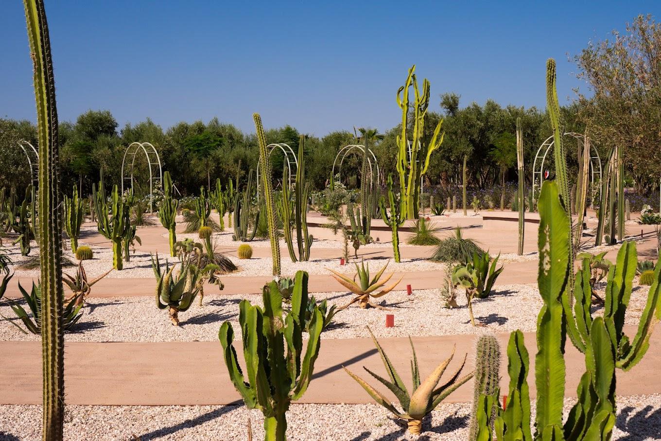 Jardin Ocre 2