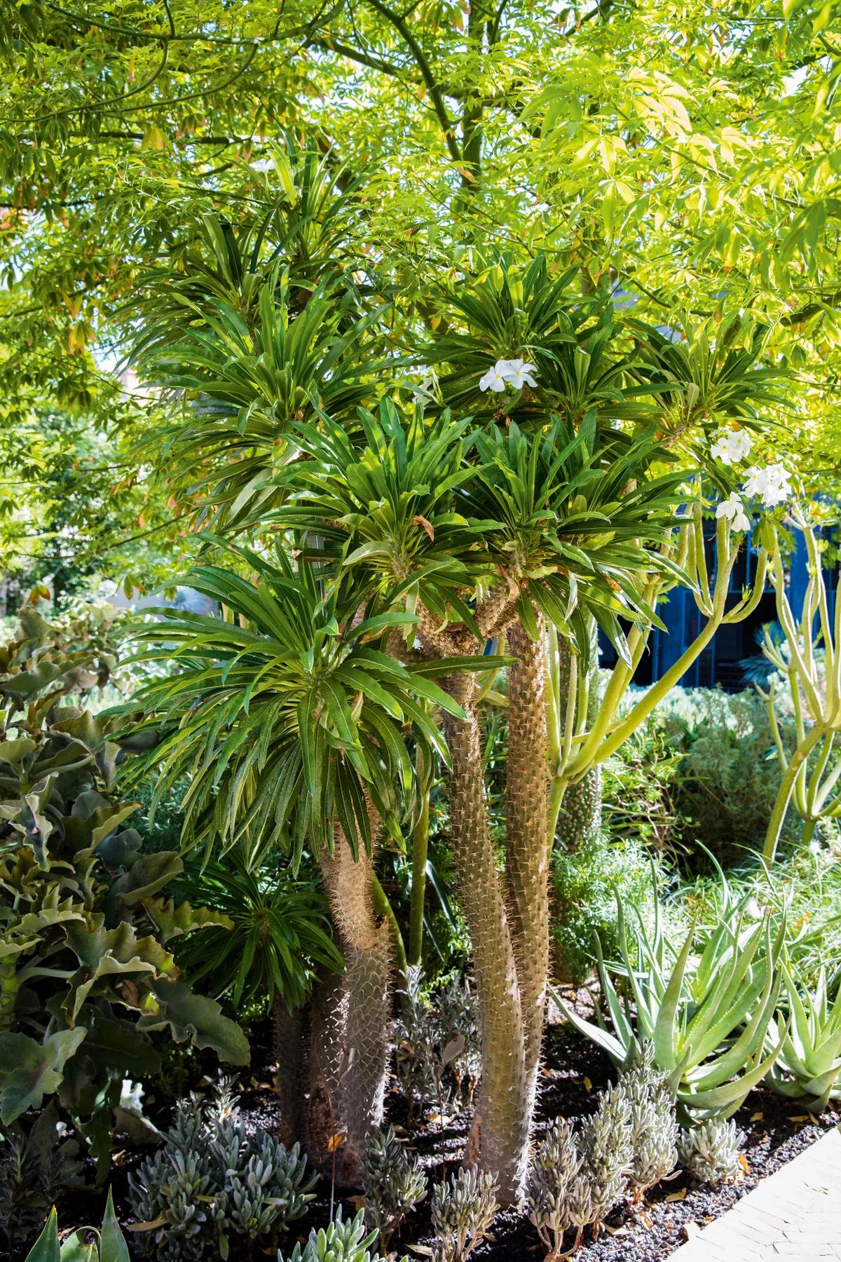 Le Jardin Secret 3
