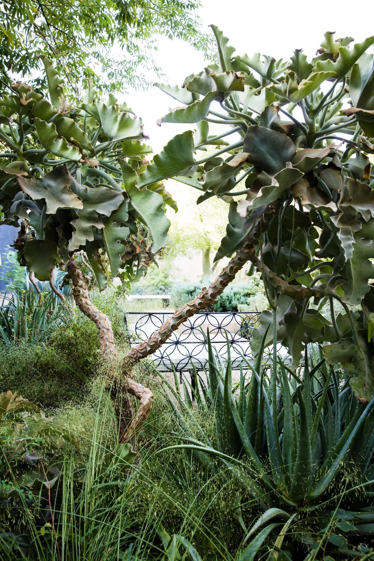 Le Jardin Secret 5