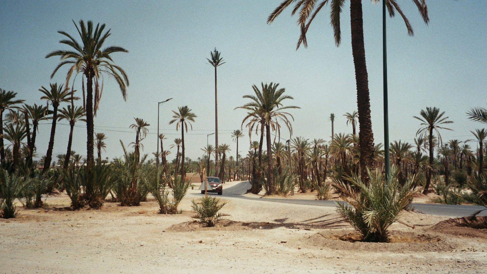 Palmeraie 21